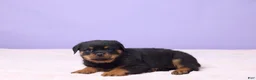 Rottweiler dogs for sale: Iggy - Ad 3