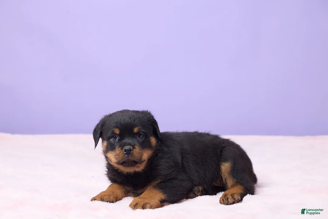 Rottweiler dogs for sale: Iggy - Ad 3