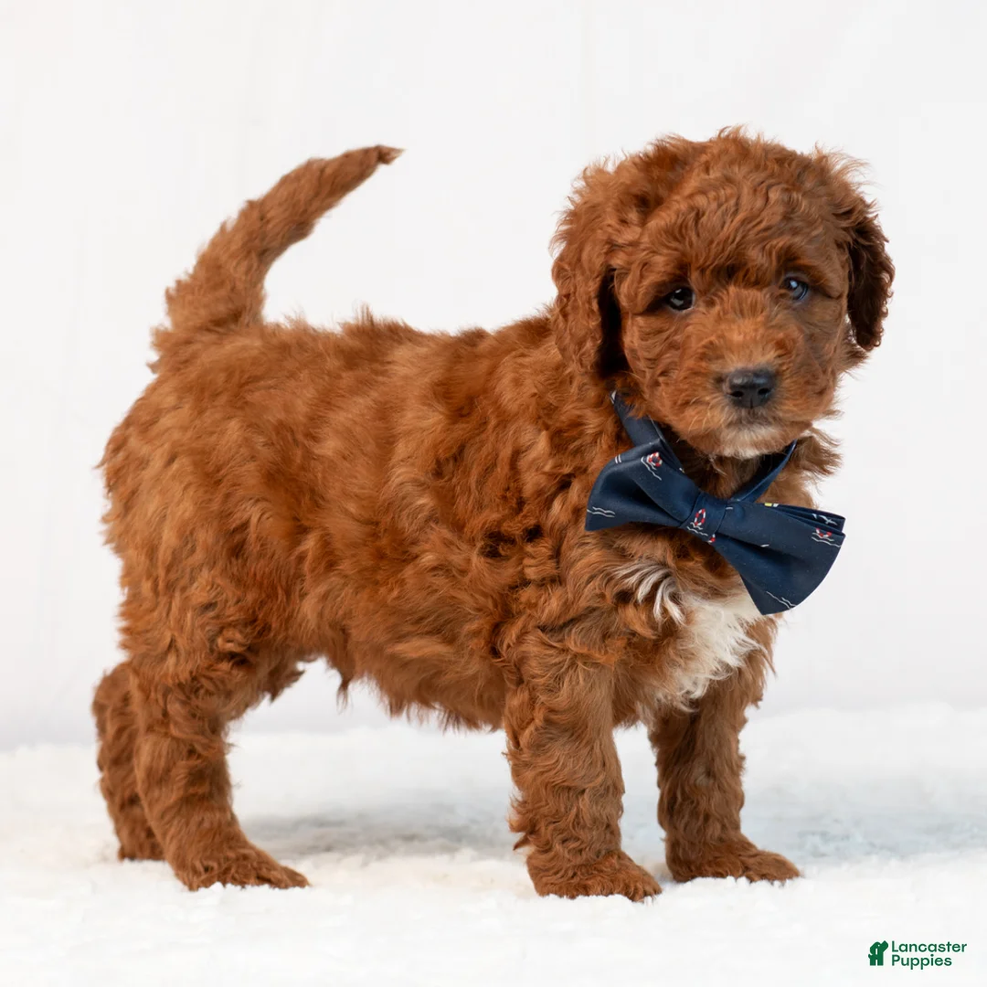 Mini Goldendoodle dogs for sale: Bosco - Ad 2