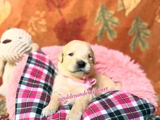 Golden Retriever dogs - Ad 4