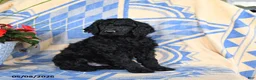Standard Poodle dogs for sale: Volt  - Ad 5