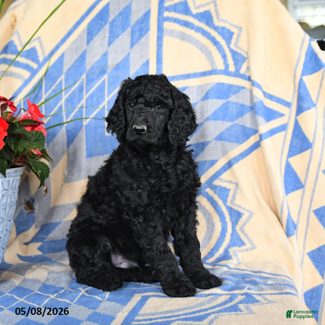 Standard Poodle dogs for sale: Volt  - Ad 5