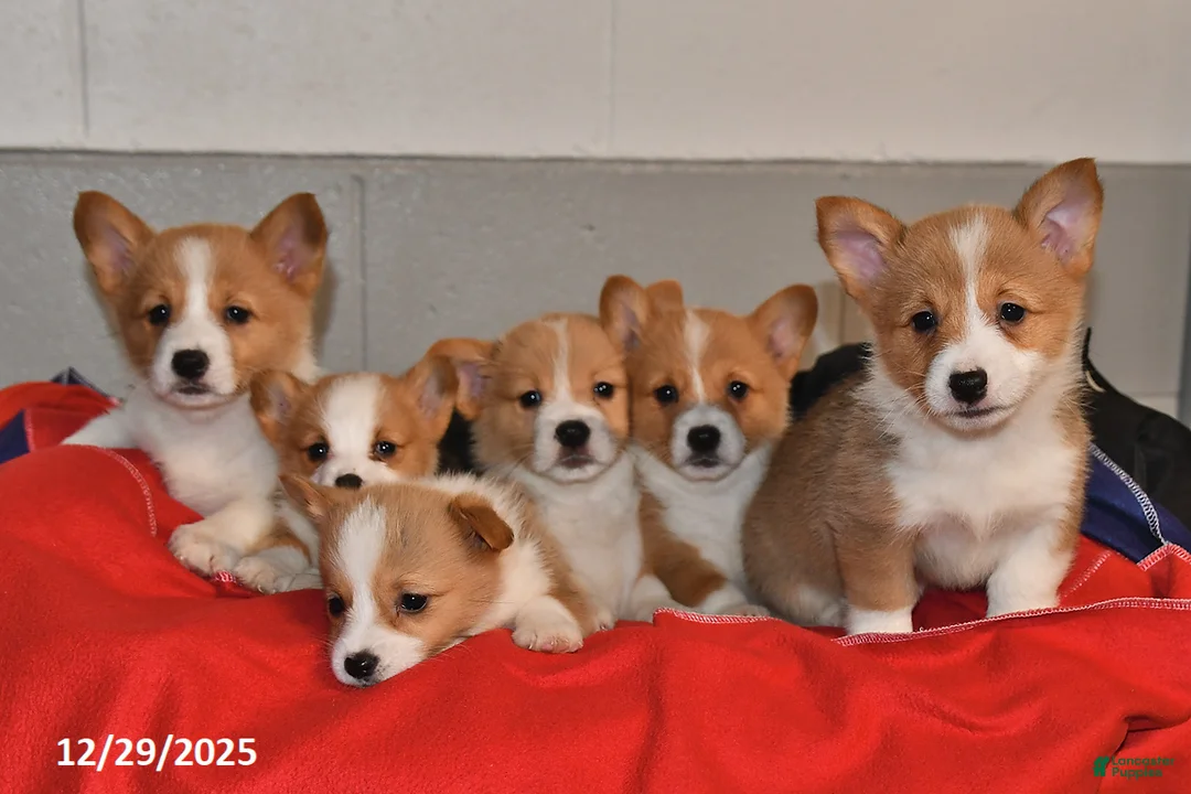 Welsh Corgi Pembroke dogs for sale: Cody - Ad 5