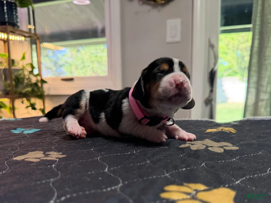 Basset Hound dogs for sale: Sofia- pink  - Ad 2