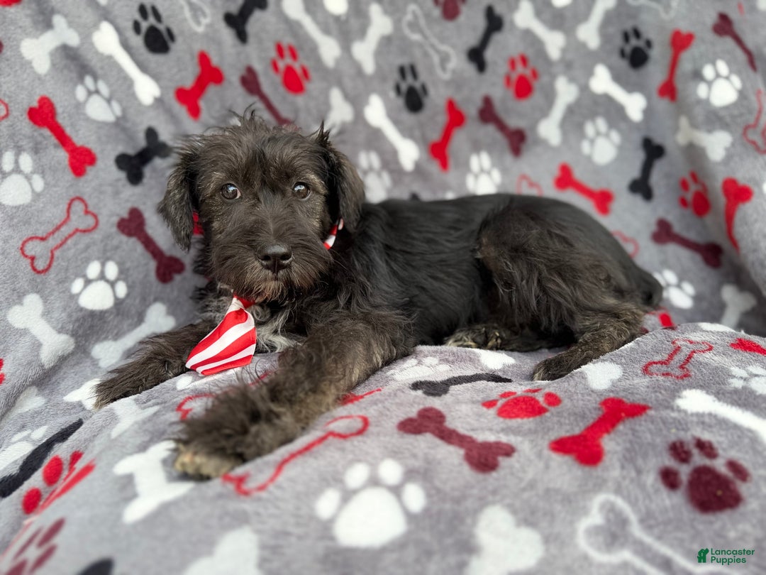 Miniature Schnauzer dogs for sale: Simon - Ad 1