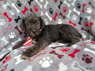 Miniature Schnauzer dogs Simon - Ad 1