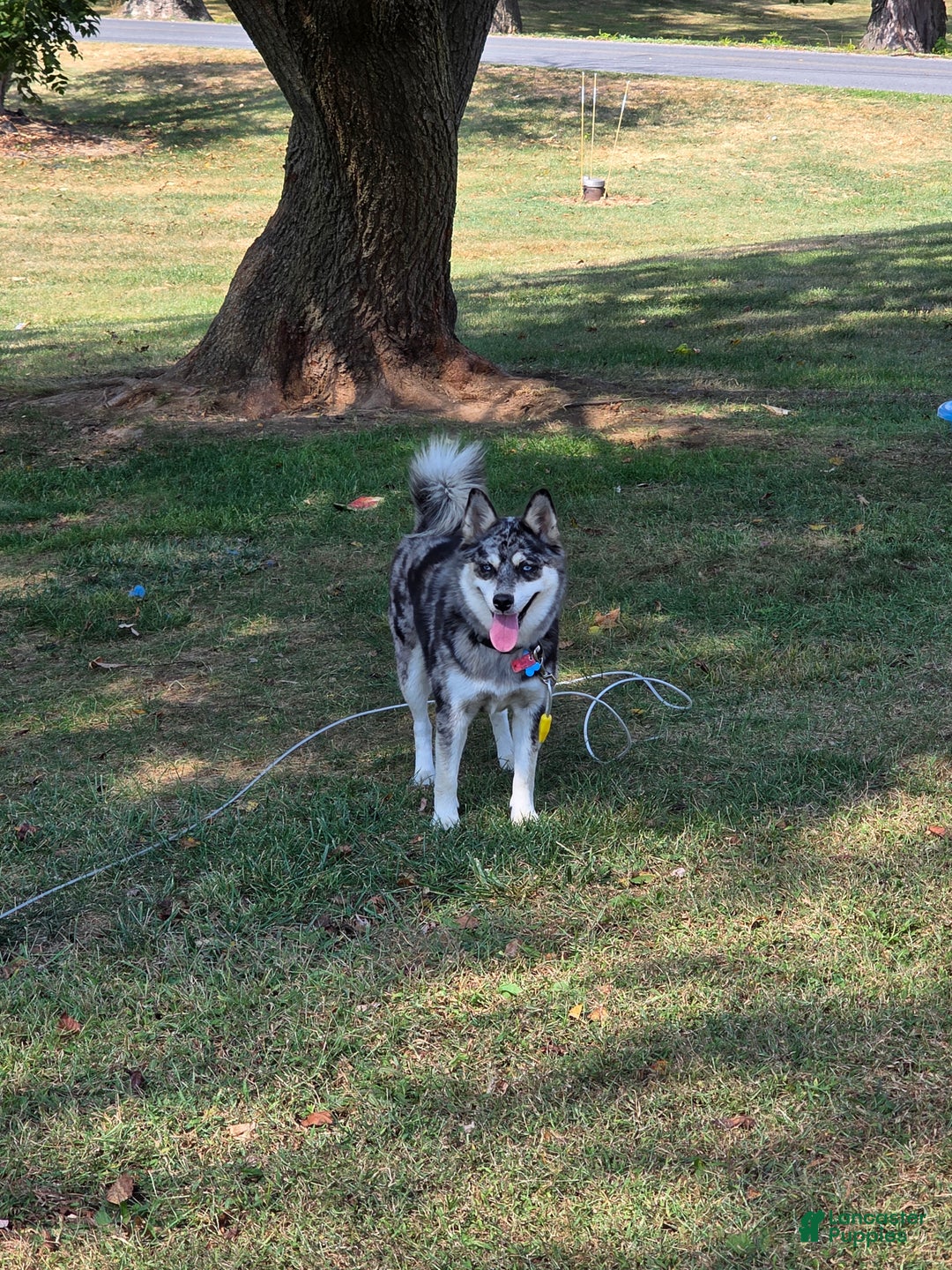 Pomsky dogs for sale: Pomsky Puppy 2 - Ad 2
