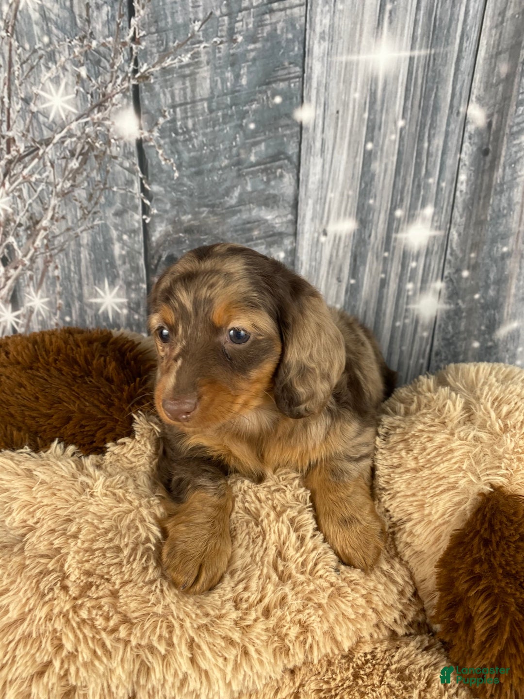 Miniature Dachshund dogs for sale: Skye - Ad 12