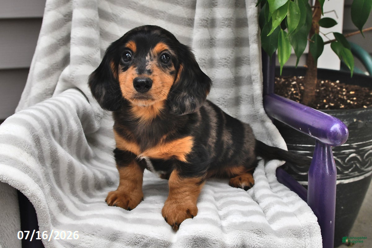 Miniature Dachshund dogs Murphy - Ad 1