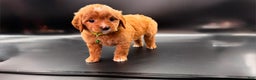 Mini Goldendoodle dogs for sale: Toby F One - Ad 5