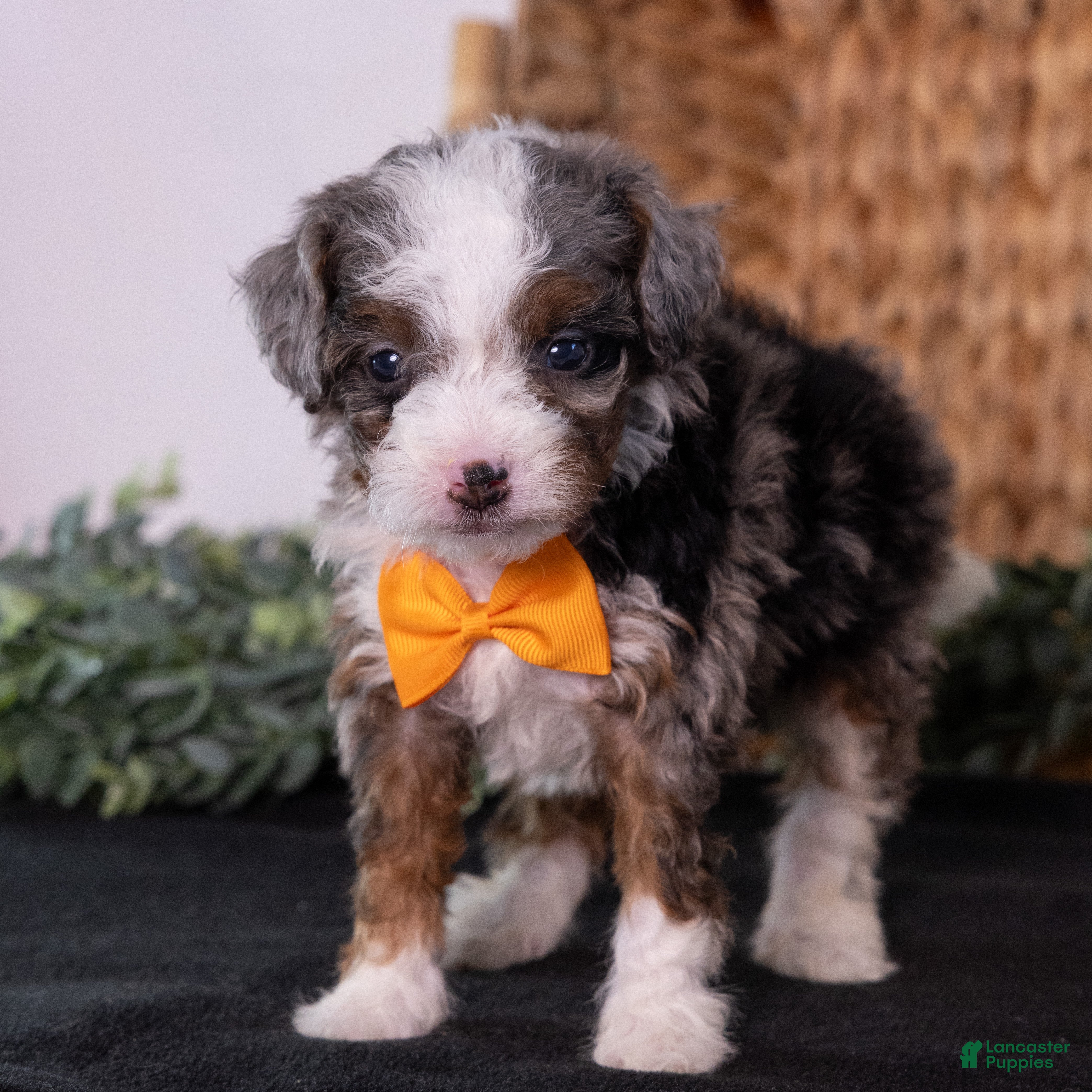Mini Bernedoodle dogs Kricket - Ad 1