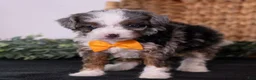 Mini Bernedoodle dogs for sale: Kricket - Ad 1