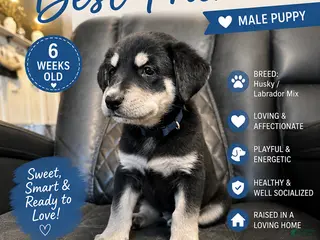 Mixed Breed dogs Rocky - Ad 9
