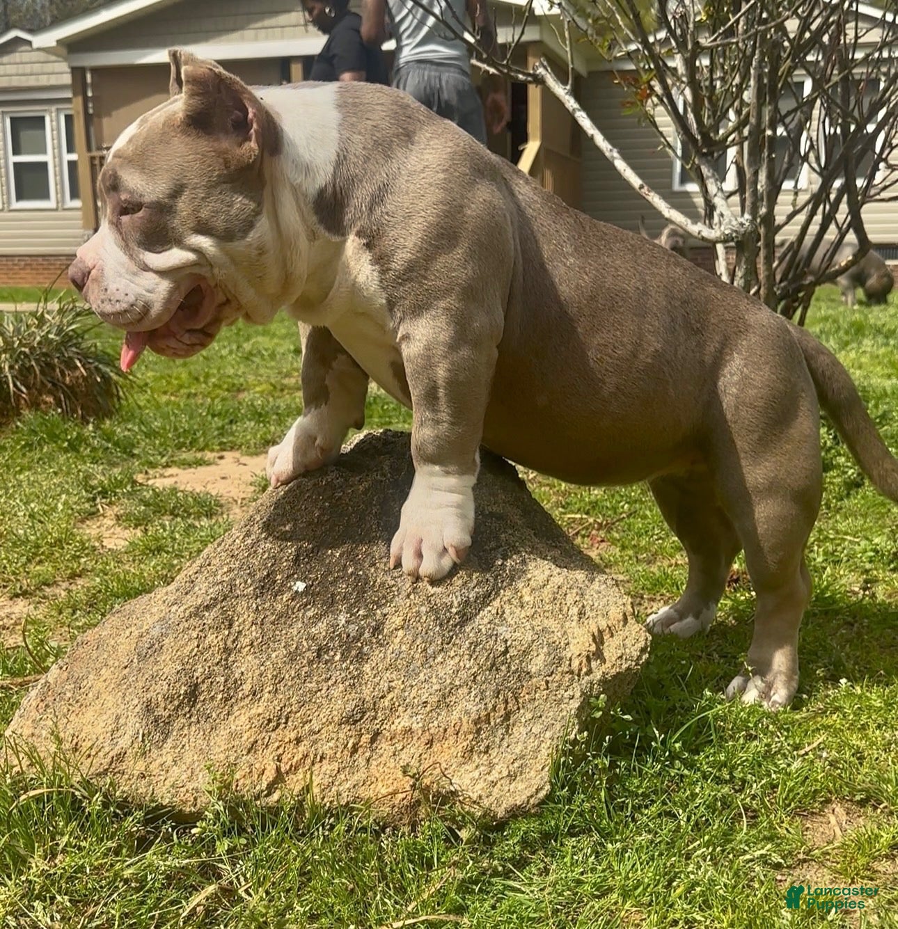 American Bully dogs Armani  - Ad 1
