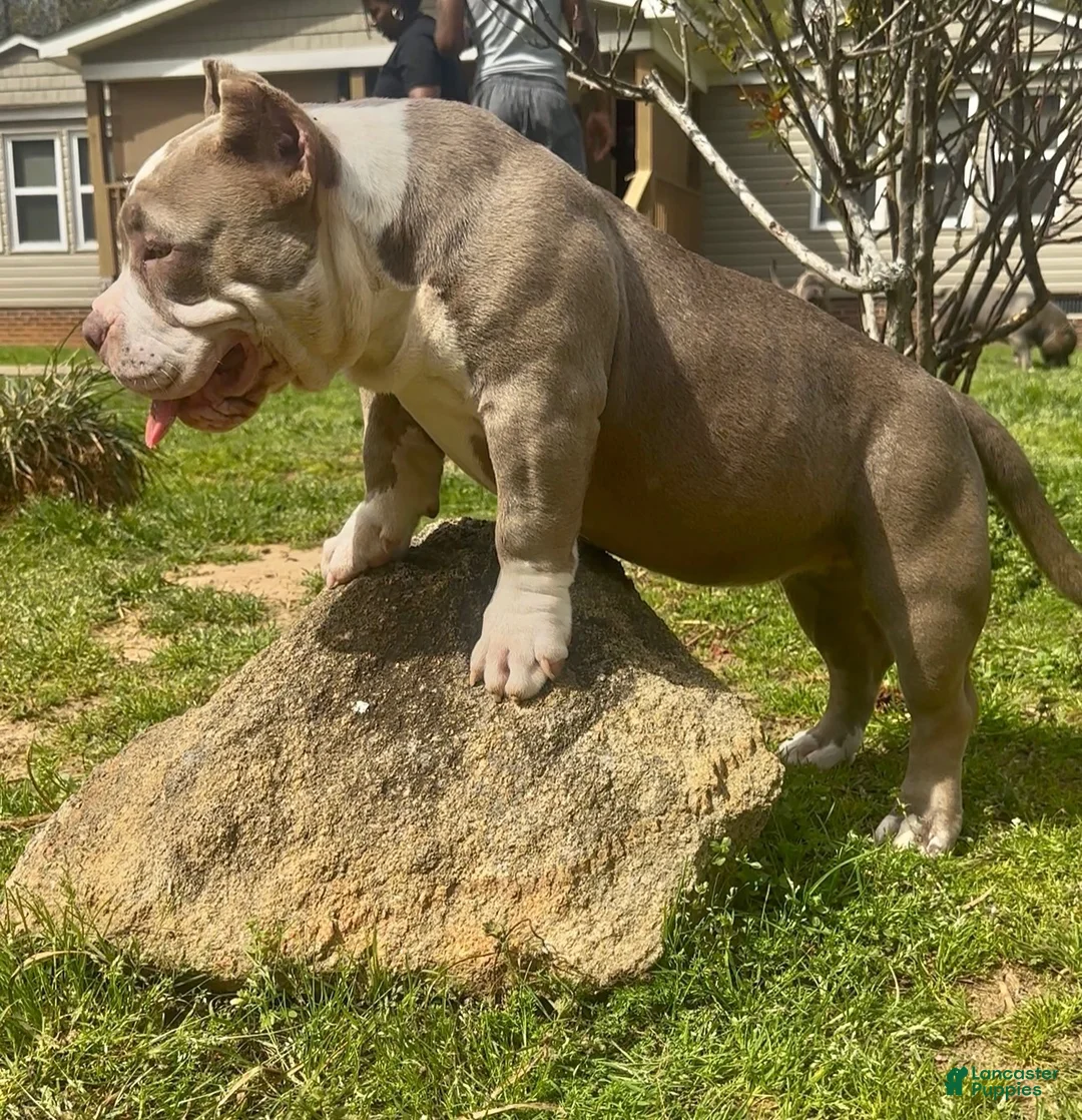 American Bully dogs for sale: Armani  - Ad 1