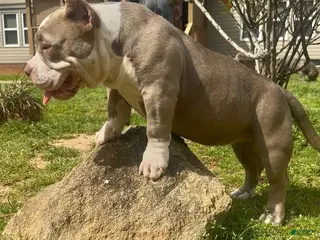 American Bully dogs for sale: Armani - Ad 1