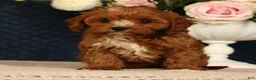 Cavapoo dogs for sale: Lilly - Ad 2
