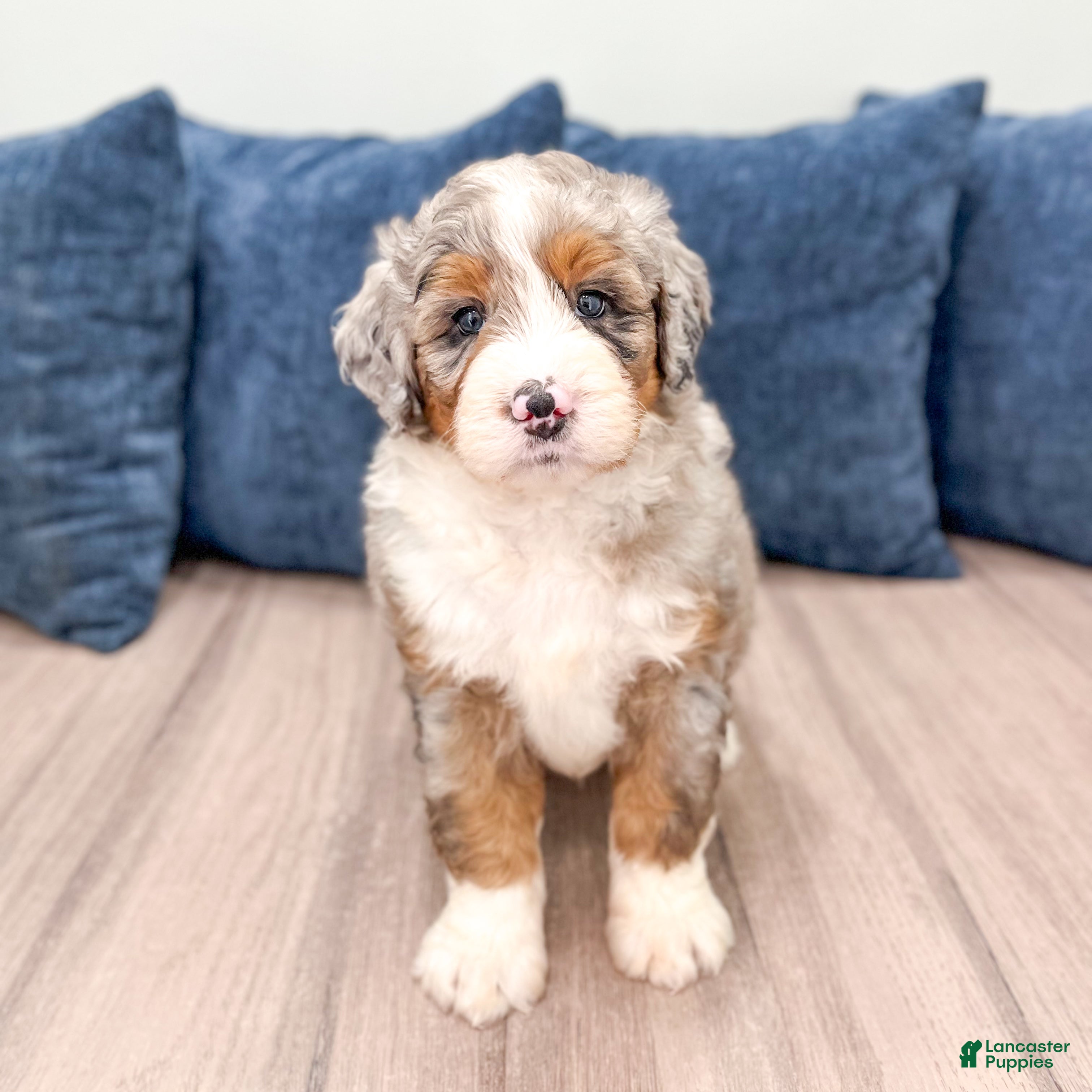 Mini Bernedoodle dogs for sale: Benji - Ad 2