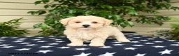 Bichpoo dogs for sale: Jubilee - Ad 4