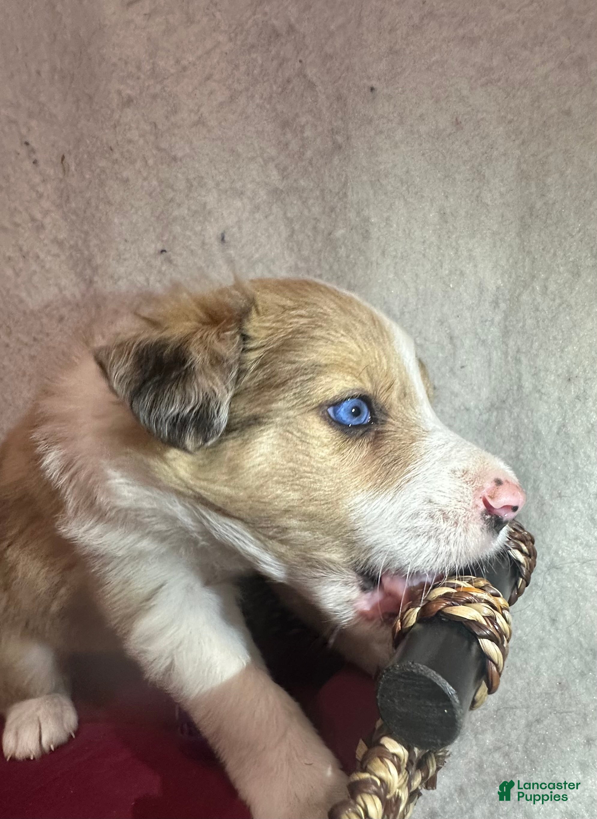 Border Collie dogs for sale: Cedar  - Ad 15