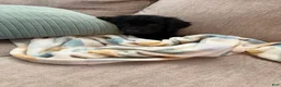 Golden Shepherd dogs for sale: Jackson - Ad 4