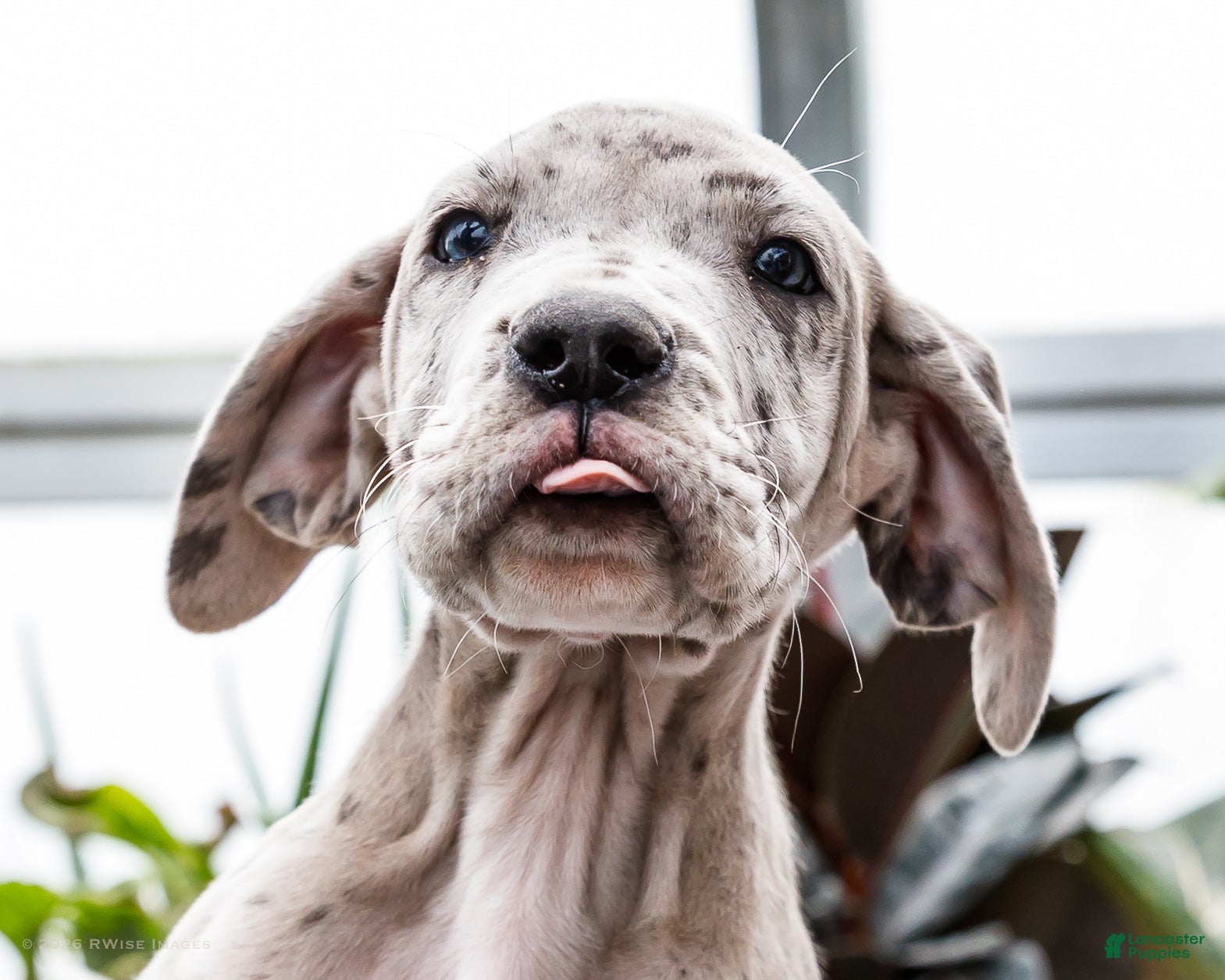 Great Dane dogs Mozark - Ad 2