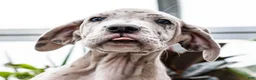 Great Dane dogs for sale: Mozark - Ad 2