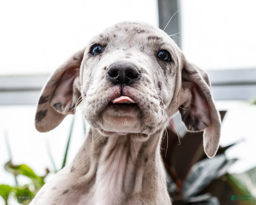 Great Dane dogs for sale: Mozark - Ad 2