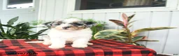 Mini Bernedoodle dogs for sale: Classy - Ad 3