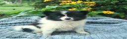 Pomeranian dogs for sale: Rocket  - Ad 4