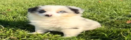 Miniature Australian Shepherd dogs for sale: Sasha - Ad 1