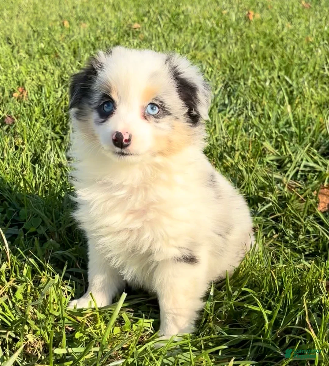 Miniature Australian Shepherd dogs for sale: Sasha - Ad 1