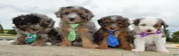 Mini Aussiedoodle dogs for sale: Mini Asher - Ad 18