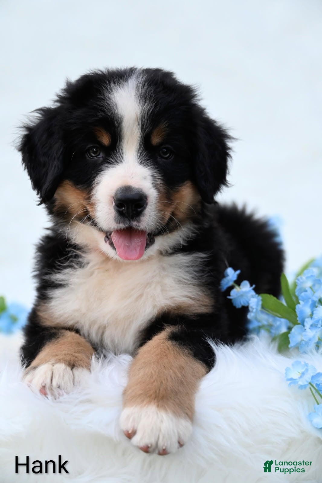 Bernese Mountain Dog dogs Hank  - Ad 2