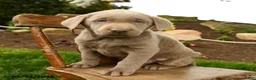 Labrador Retriever dogs for sale: Sterling - Ad 2