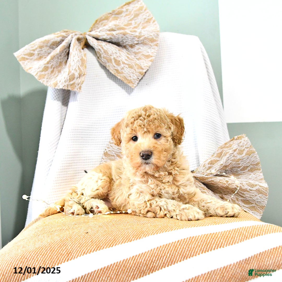 Miniature Poodle dogs for sale: Archie - Ad 2