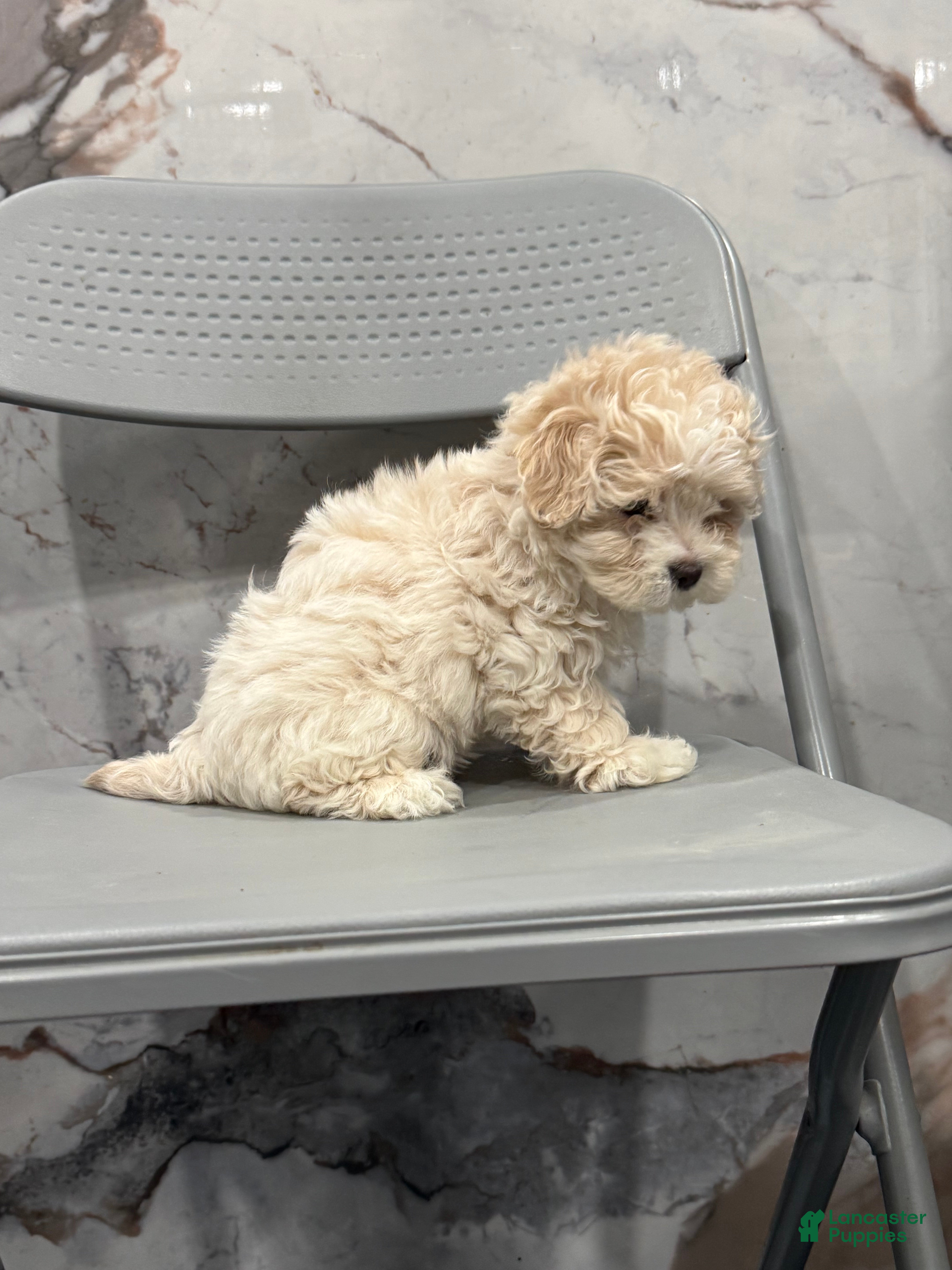 Malshi dogs Malshi Puppy 1 - Ad 2