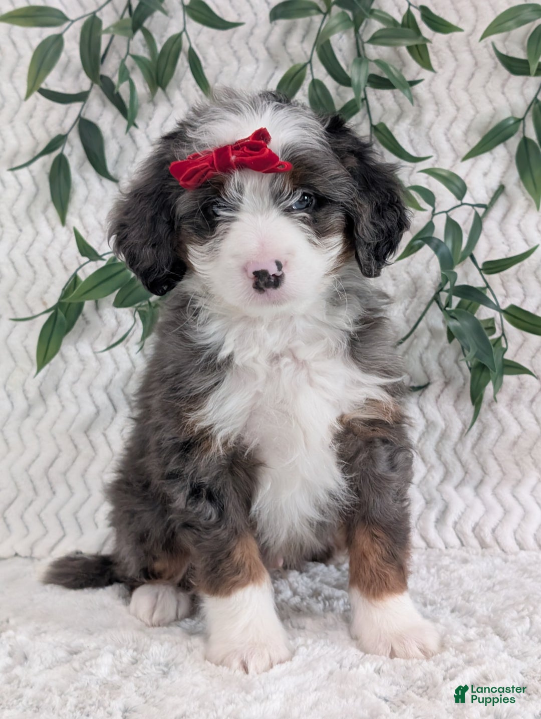Mini Bernedoodle dogs for sale: Mini Dusty  - Ad 11