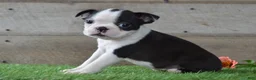 Boston Terrier dogs for sale: Misty - Ad 6