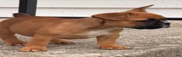 French Bulldog dogs for sale: Boxer Puppy 5 - Ad 3