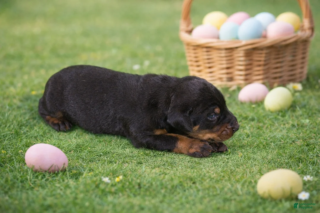 Doberman Pinscher dogs for sale: Sage - Ad 2