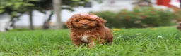 Miniature Poodle dogs for sale: Sunny - Ad 2