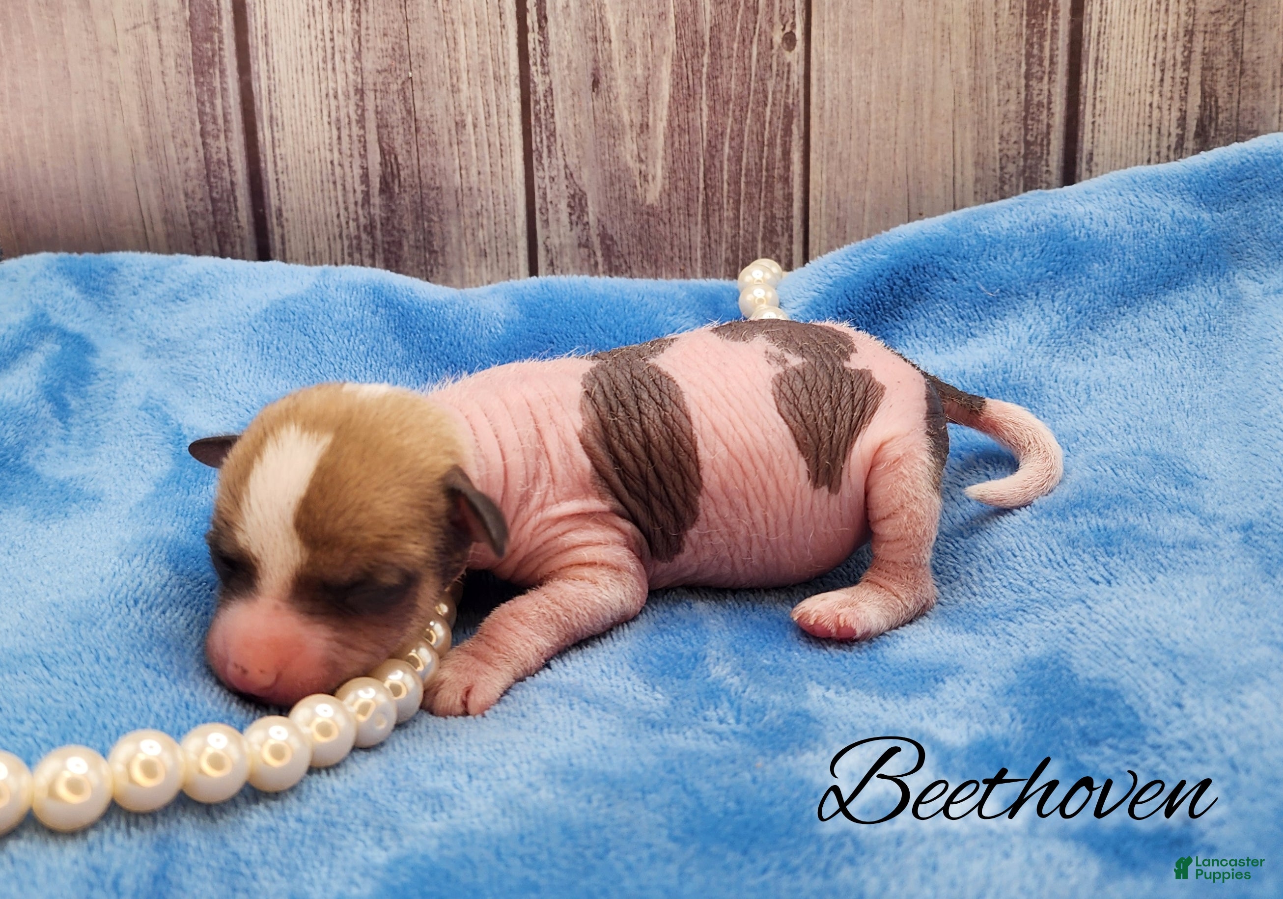 Mixed Breed dogs Beethoven - Ad 9