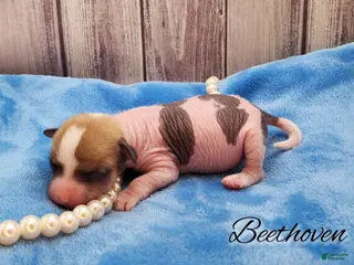 Mixed Breed dogs Beethoven - Ad 9