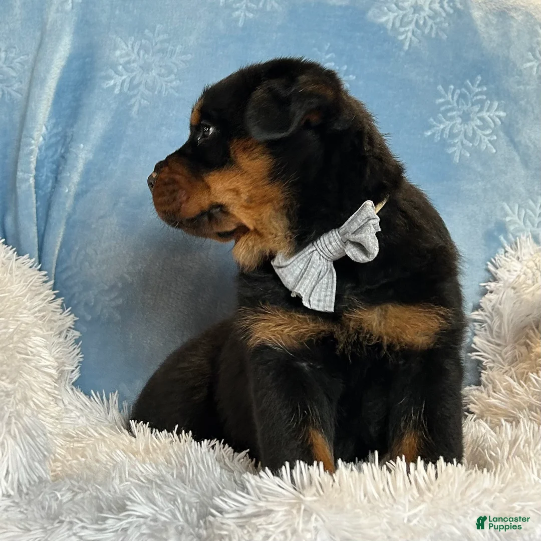 Rottweiler dogs for sale: Skye - Ad 8
