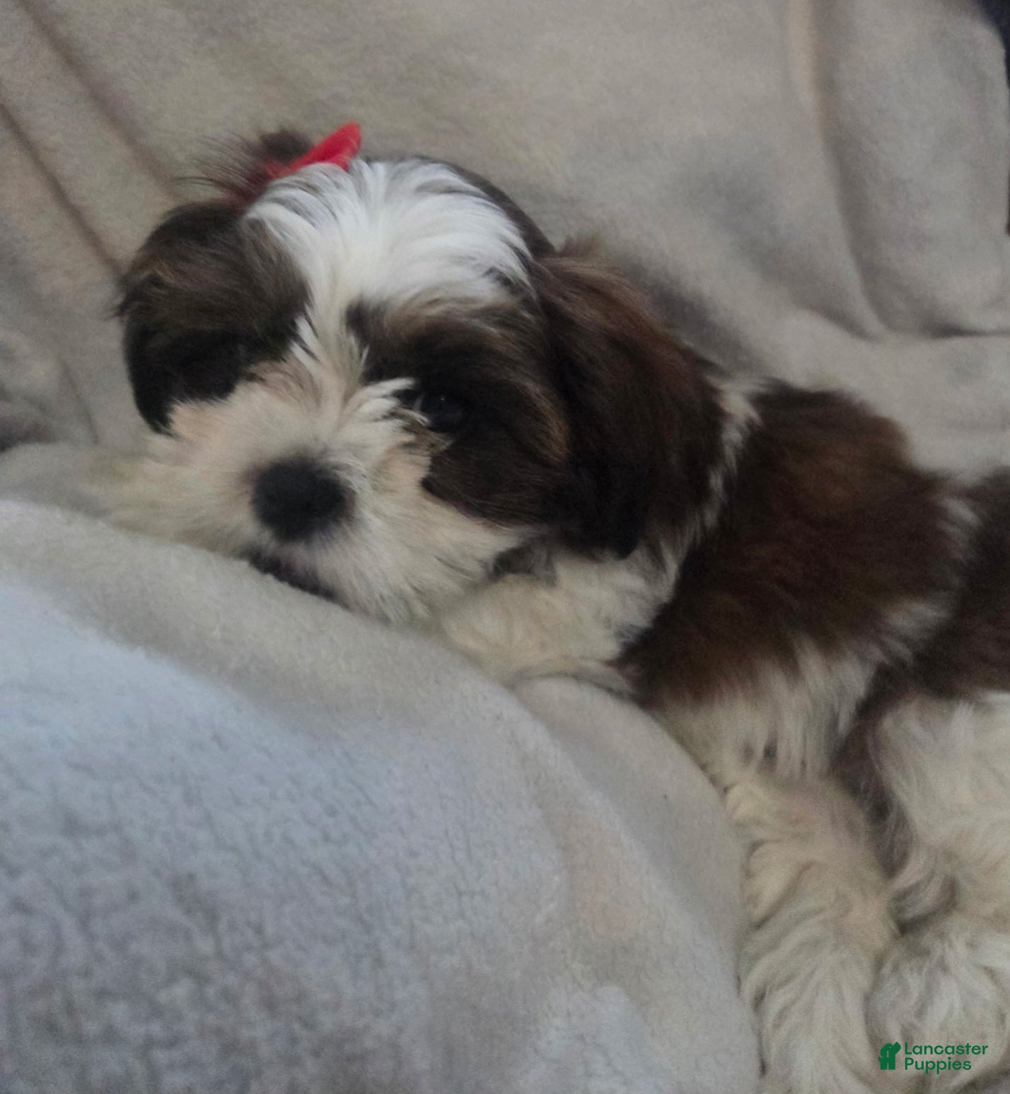 Shorkie dogs Puppy 2 Red - Ad 2