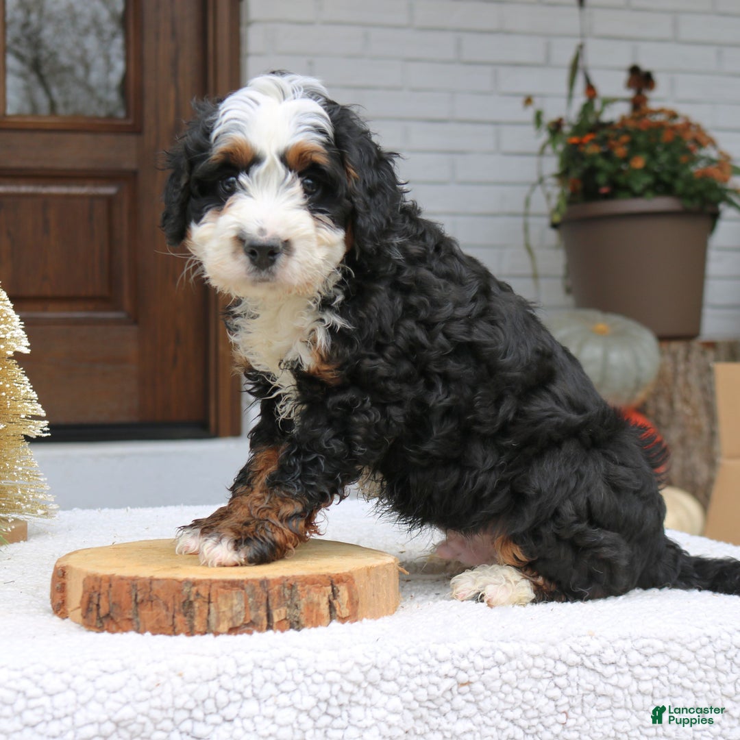 Mini Bernedoodle dogs for sale: Remy  - Ad 2