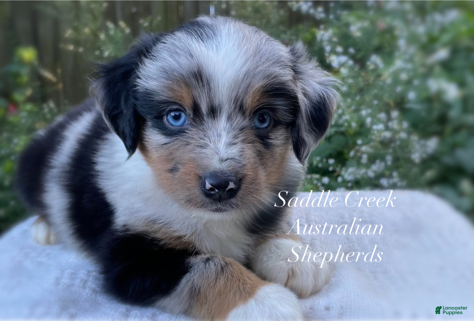 Australian Shepherd