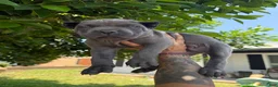 Cane Corso dogs for sale: Puppy 5 - Ad 2