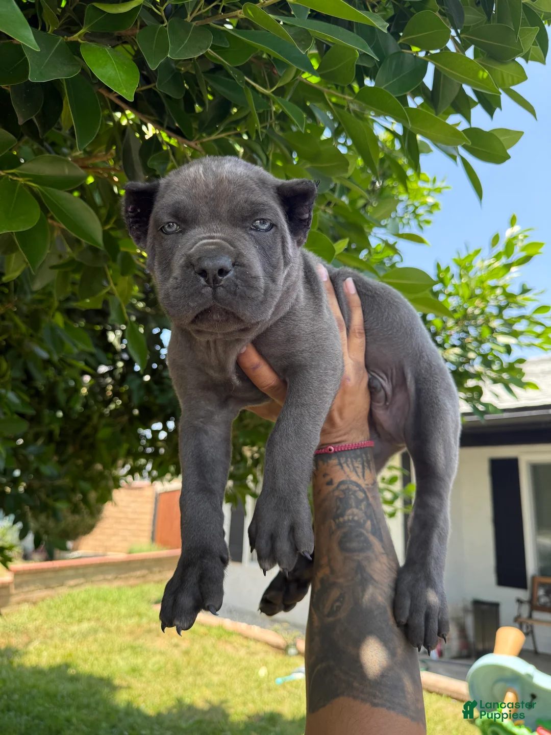 Cane Corso dogs for sale: Puppy 5 - Ad 2